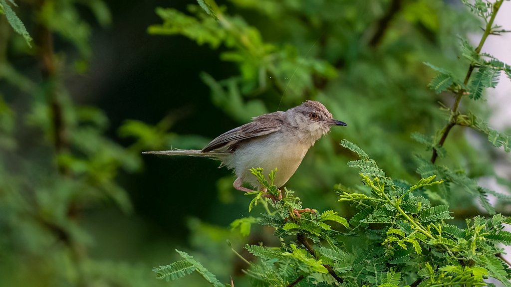 Plain Prinia